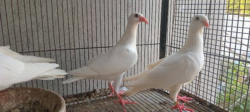 White And Black Danish Breeder Pair 6