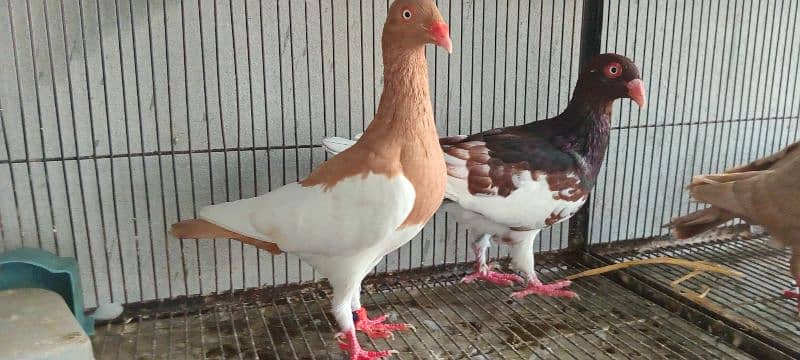 White And Black Danish Breeder Pair 7