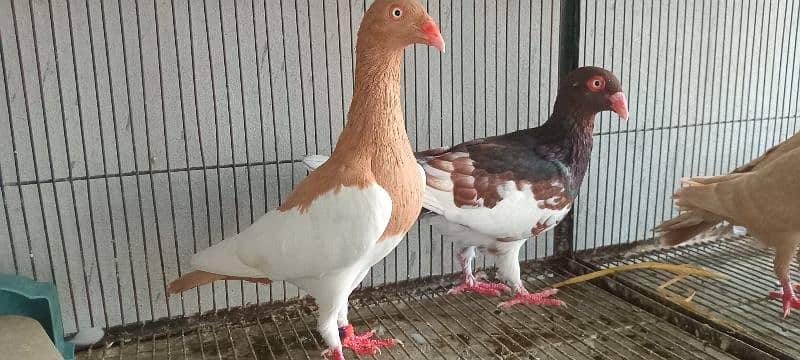 White And Black Danish Breeder Pair 8