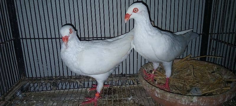 White And Black Danish Breeder Pair 9