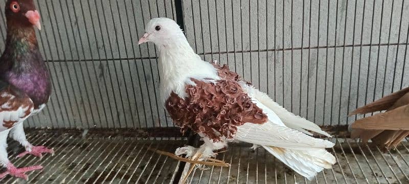 White And Black Danish Breeder Pair 10