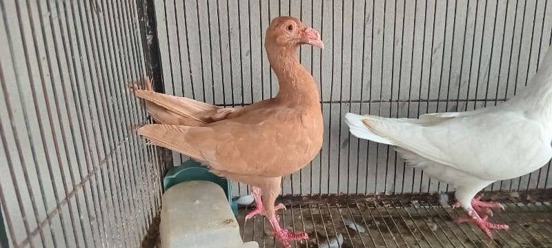 White And Black Danish Breeder Pair 11