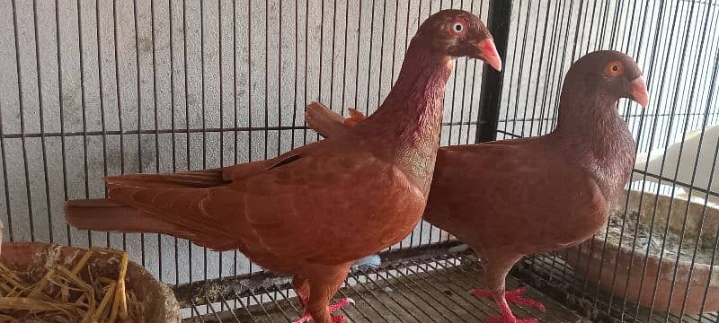 White And Black Danish Breeder Pair 12