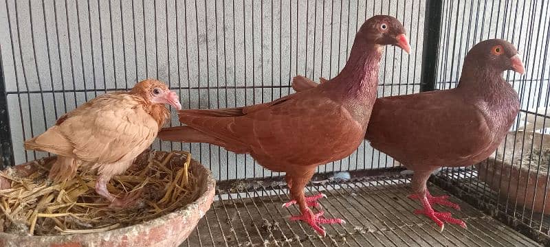 White And Black Danish Breeder Pair 13