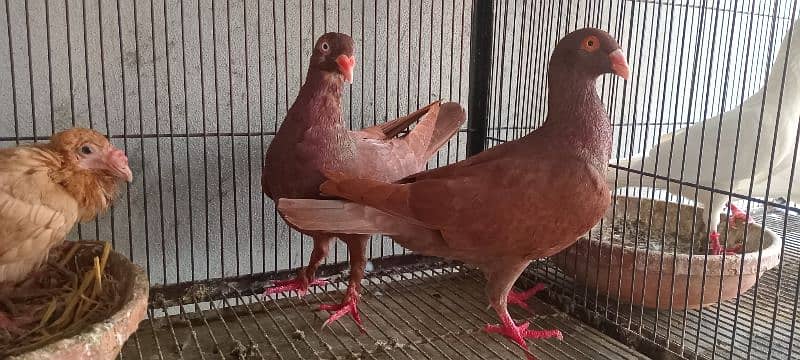 White And Black Danish Breeder Pair 15