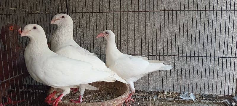 White And Black Danish Breeder Pair 16