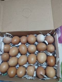 Lohman brown fresh eggs