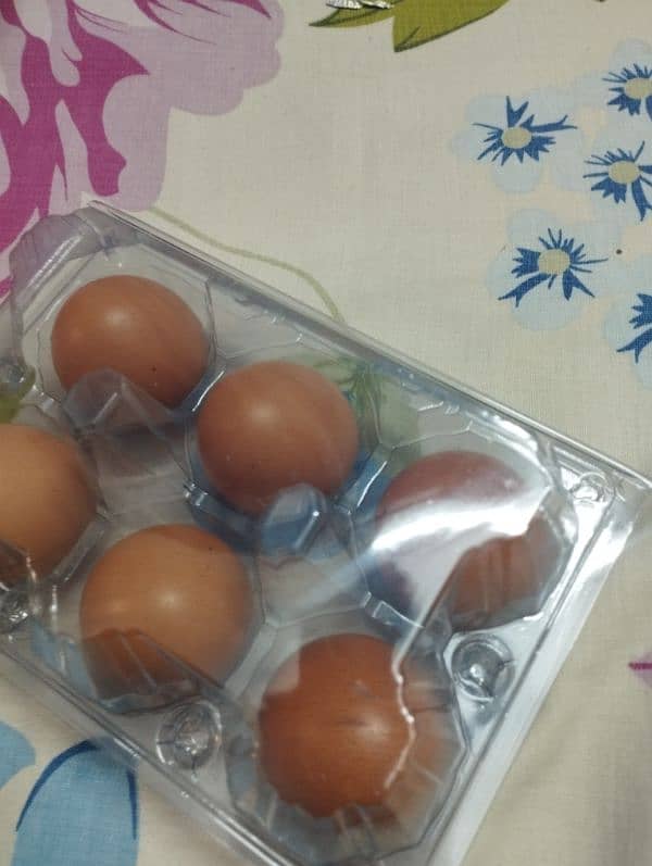 Lohman brown fresh eggs 1