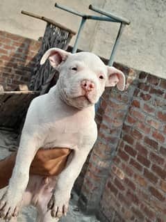 American pitbull puppy age 2 month