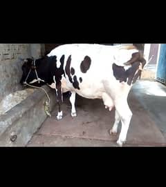 Jarsi cross cow for sale