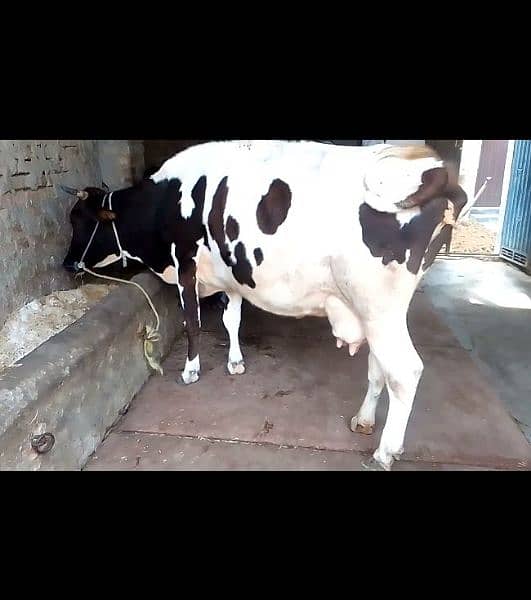 Jarsi cross cow for sale 0