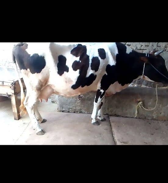 Jarsi cross cow for sale 1