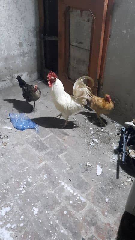 desi golden misri hen 3