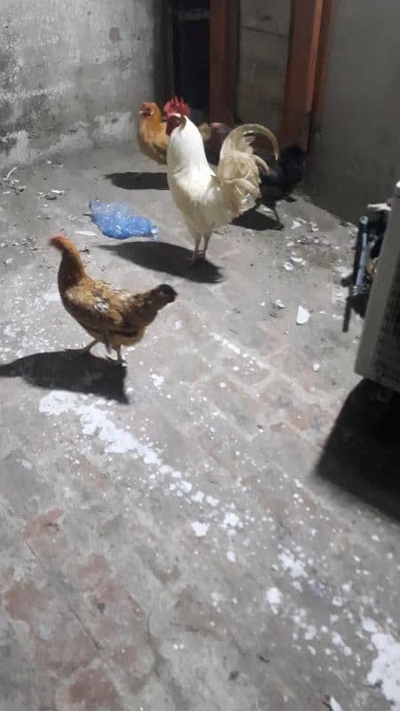 desi golden misri hen 4