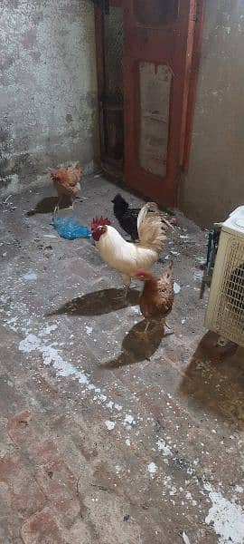 desi golden misri hen 5