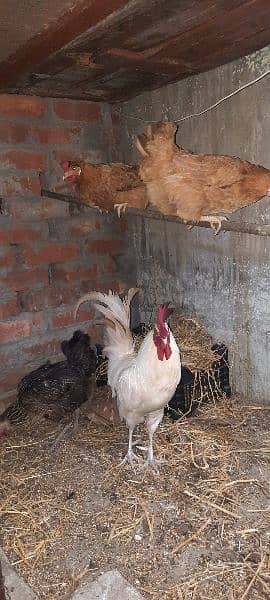 desi golden misri hen 6