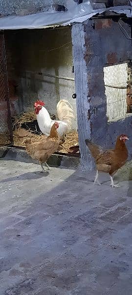 desi golden misri hen 7