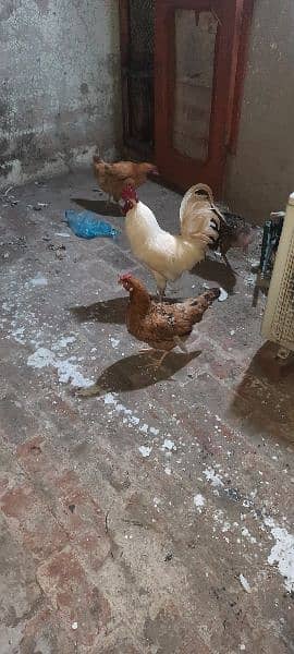 desi golden misri hen 9