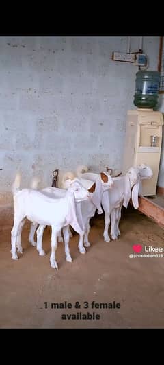 GULABI GOTS BAKRA BAKRI KIDS