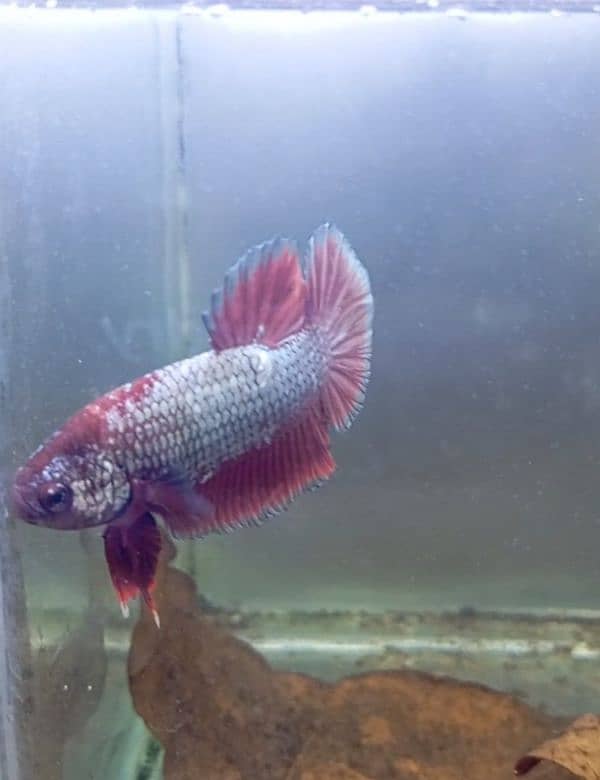 Nemo Candy Betta female 2