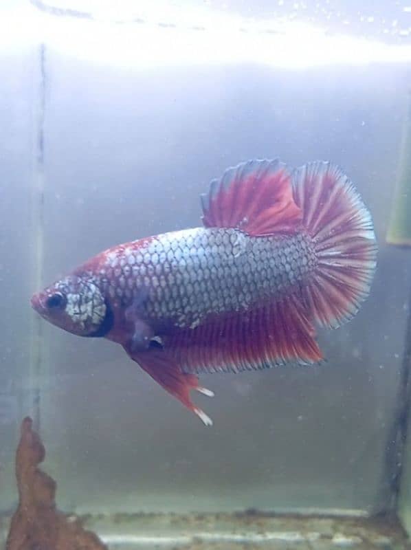 Nemo Candy Betta female 3