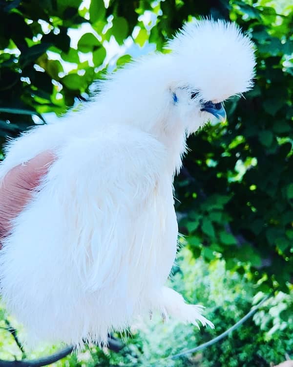 silkie pair white and black 0