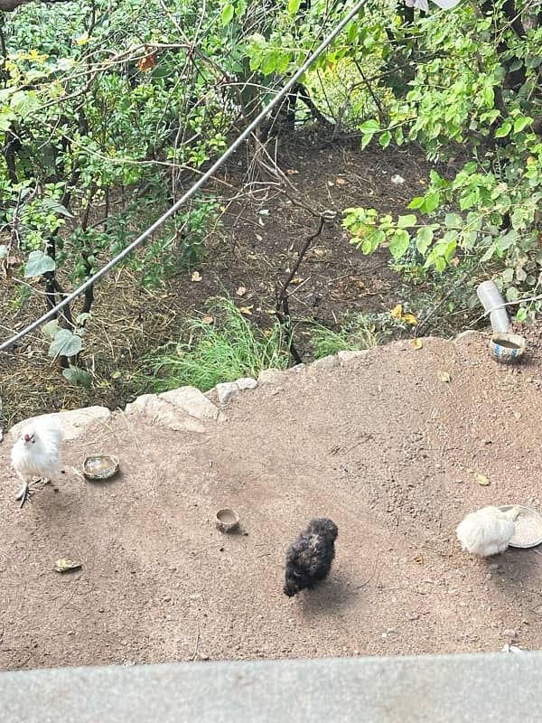 silkie pair white and black 1