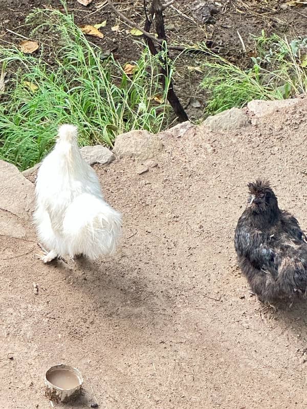 silkie pair white and black 2