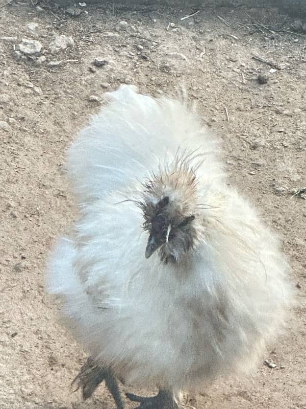 silkie pair white and black 3