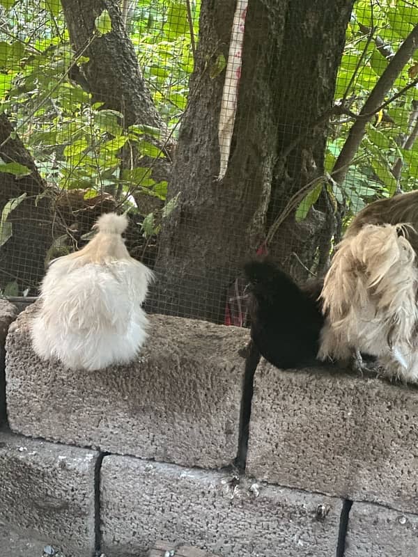 silkie pair white and black 4