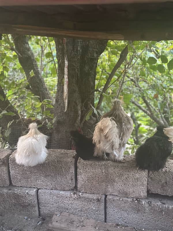 silkie pair white and black 5