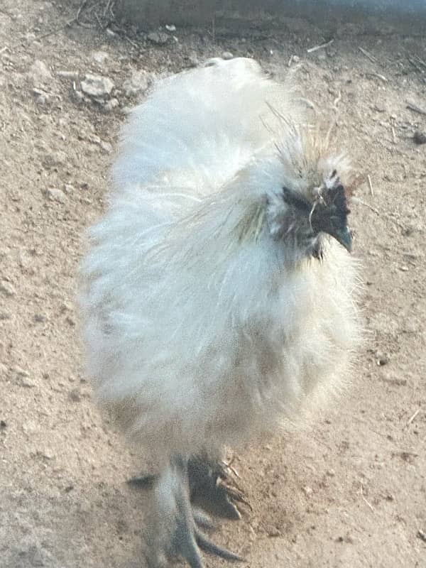 silkie pair white and black 6