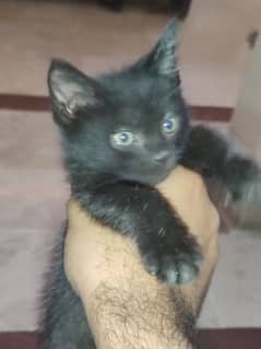 black Persian kitten