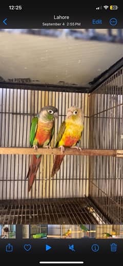 Yellowsided and Pineapple Conures 0