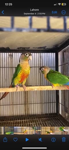 Yellowsided and Pineapple Conures