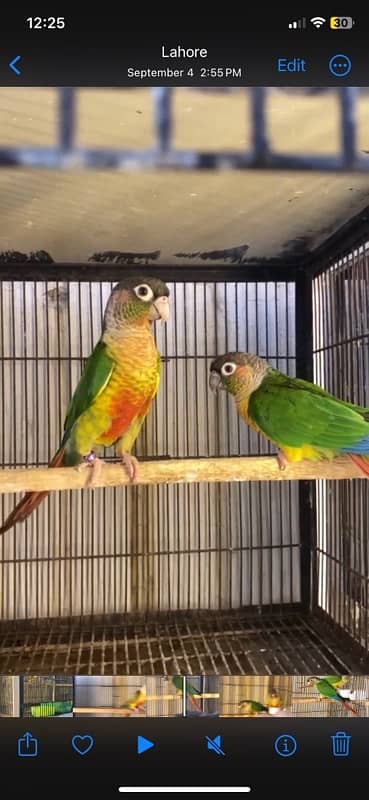 Yellowsided and Pineapple Conures 1