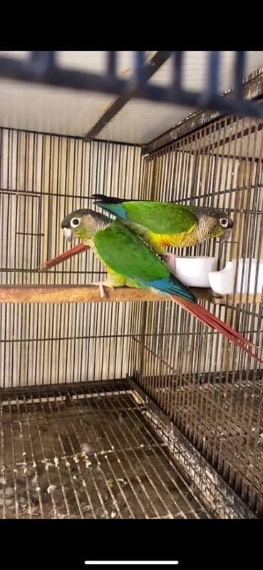 Yellowsided and Pineapple Conures 2