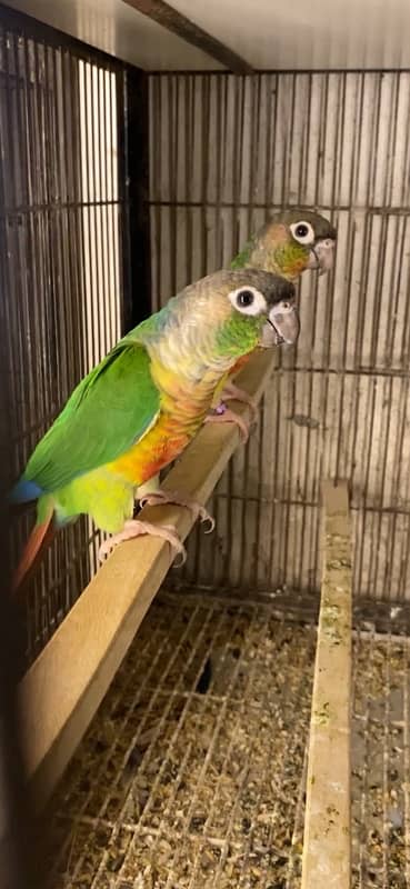 Yellowsided and Pineapple Conures 3