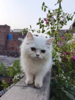 persian fluffy kitten