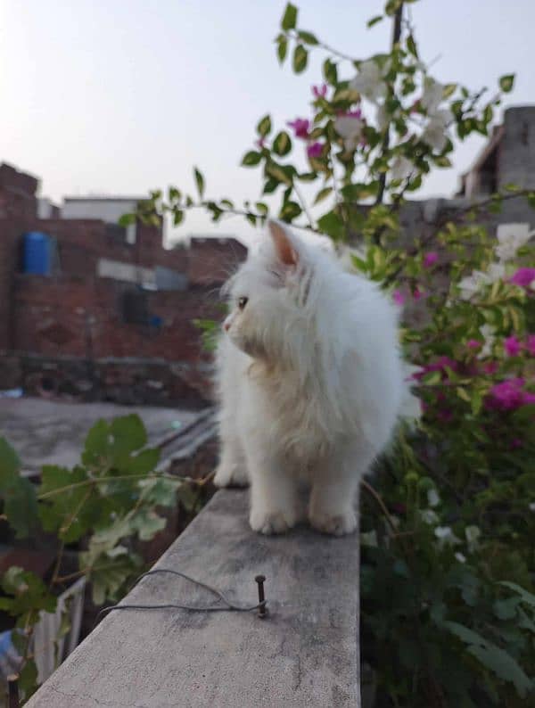 persian fluffy kitten 2