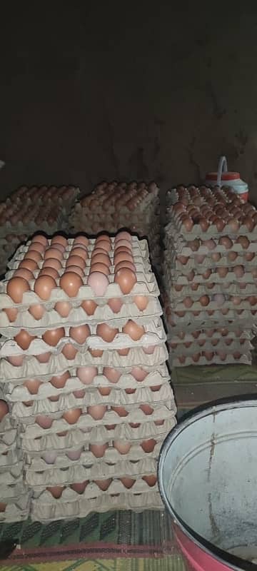 organic low min brown Eggs available per egg25/-petty 360Eggs 9000/- 1