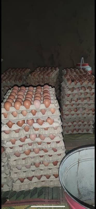 organic low min brown Eggs available per egg25/-petty 360Eggs 9000/- 2