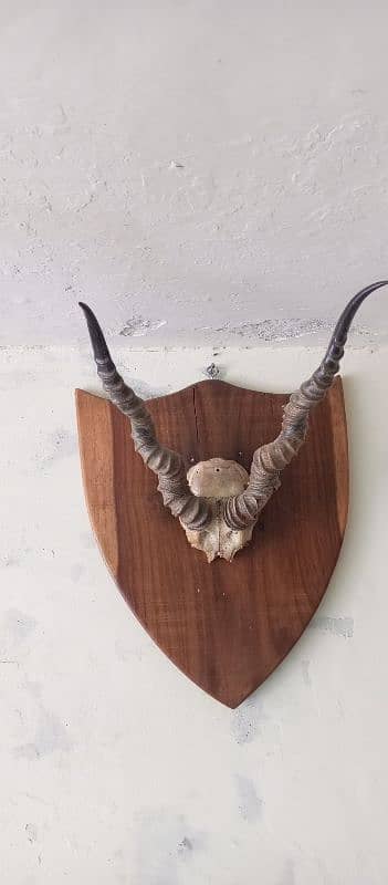 wall hanging Horne deer. 2