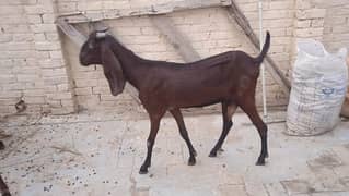 Desi Nagri bakri for sale, phla soa soi hy 2 bachy diye thy