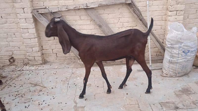 Desi Nagri bakri for sale, phla soa soi hy 2 bachy diye thy 0