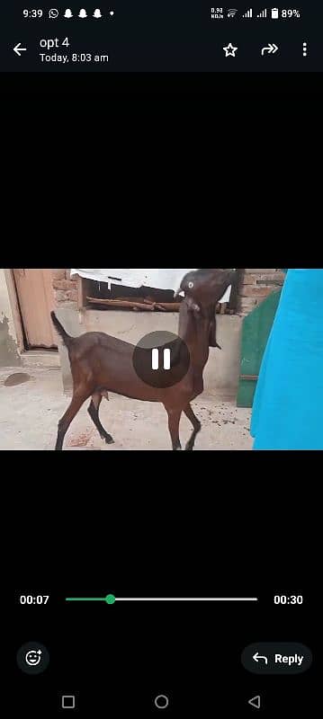 Desi Nagri bakri for sale, phla soa soi hy 2 bachy diye thy 2