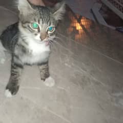 this is percian cat it is female and this cat is 1 year old