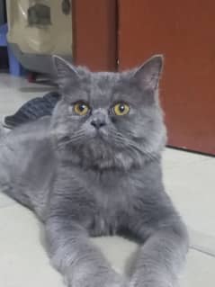 Billa. persian