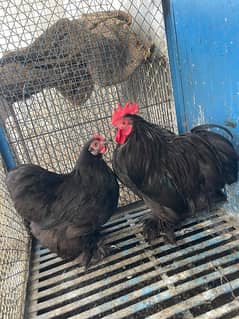 black bantam egg laying breeder pair for sale