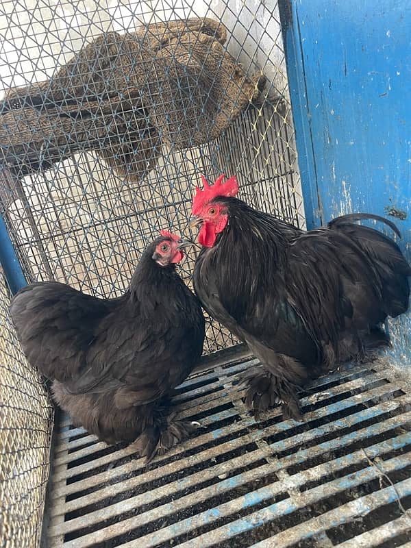 black bantam egg laying breeder pair for sale 0